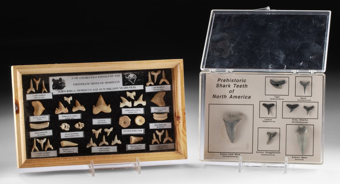 Prehistoric Shark Teeth & Mosasaur Fossil Collection: North America & North Africa, Morocco, Cretaceous to Pliocene, ca. 70 to 2 million years ago. A paired collection of two professionally assembled fossil display cases, together presenting a diverse su