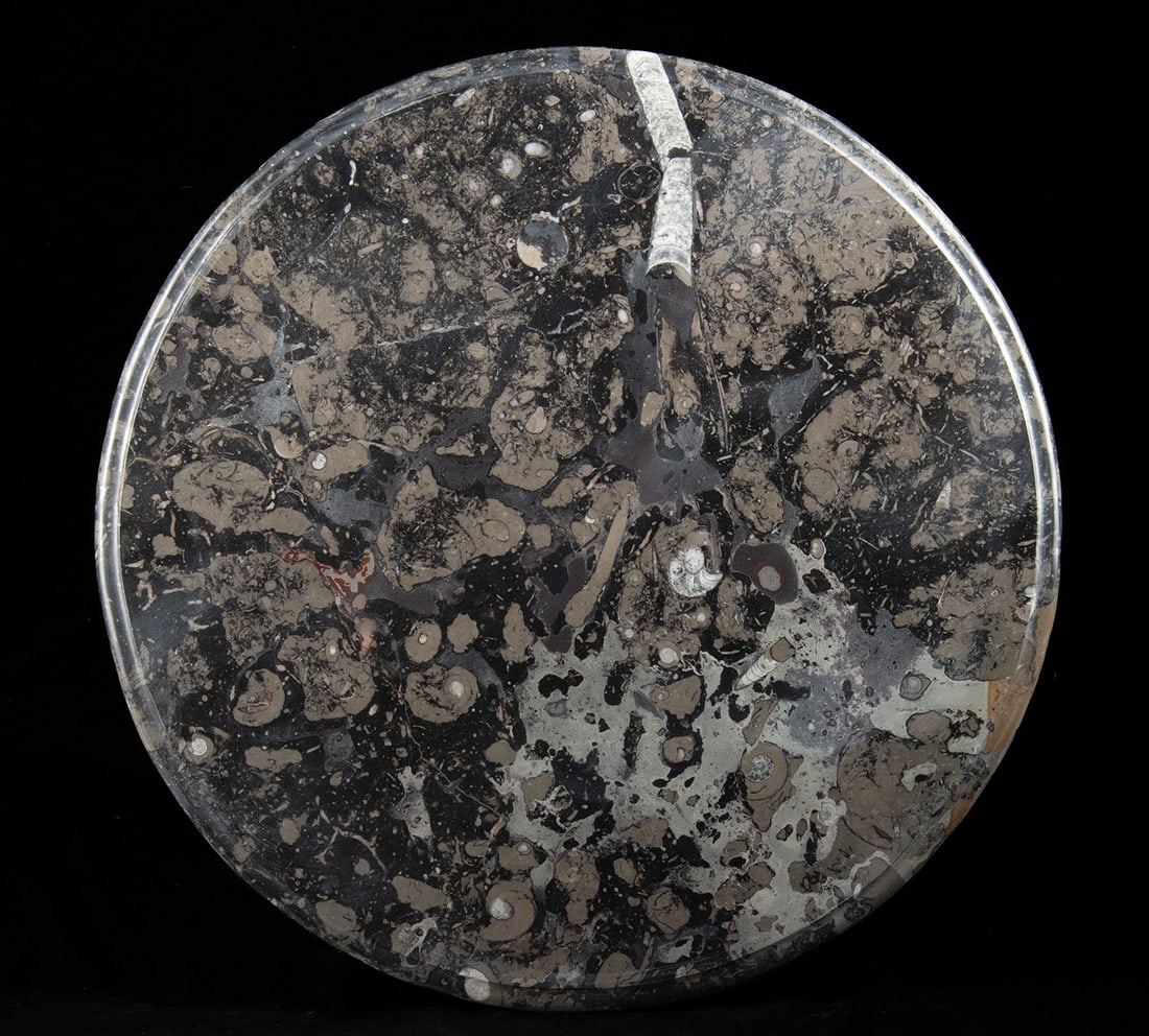 Polished Stone Tabletop - Ammonite Shell Fossils (1 of 2)