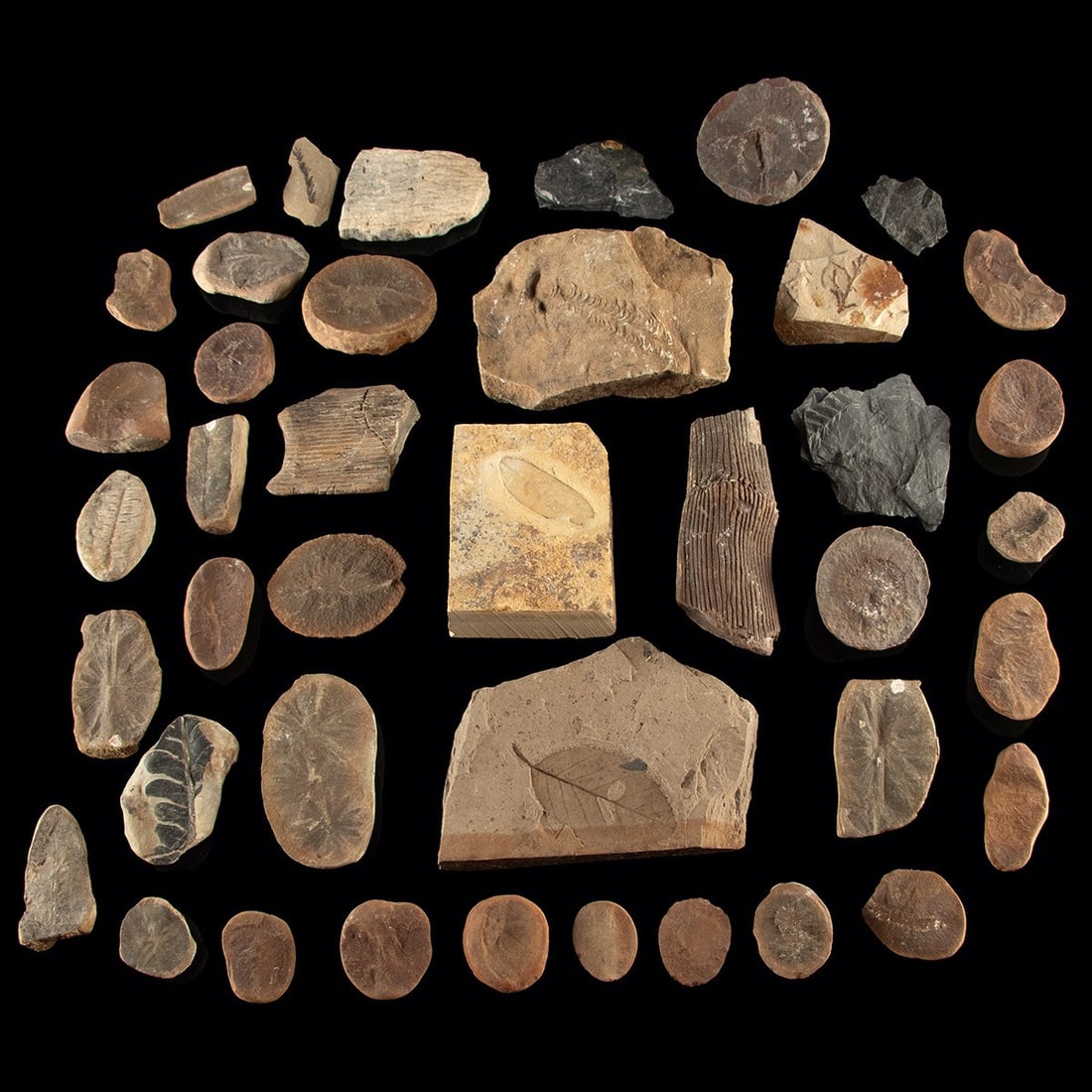 Carboniferous Plant Fossils, Fern & Calamite Lot (1 of 3)