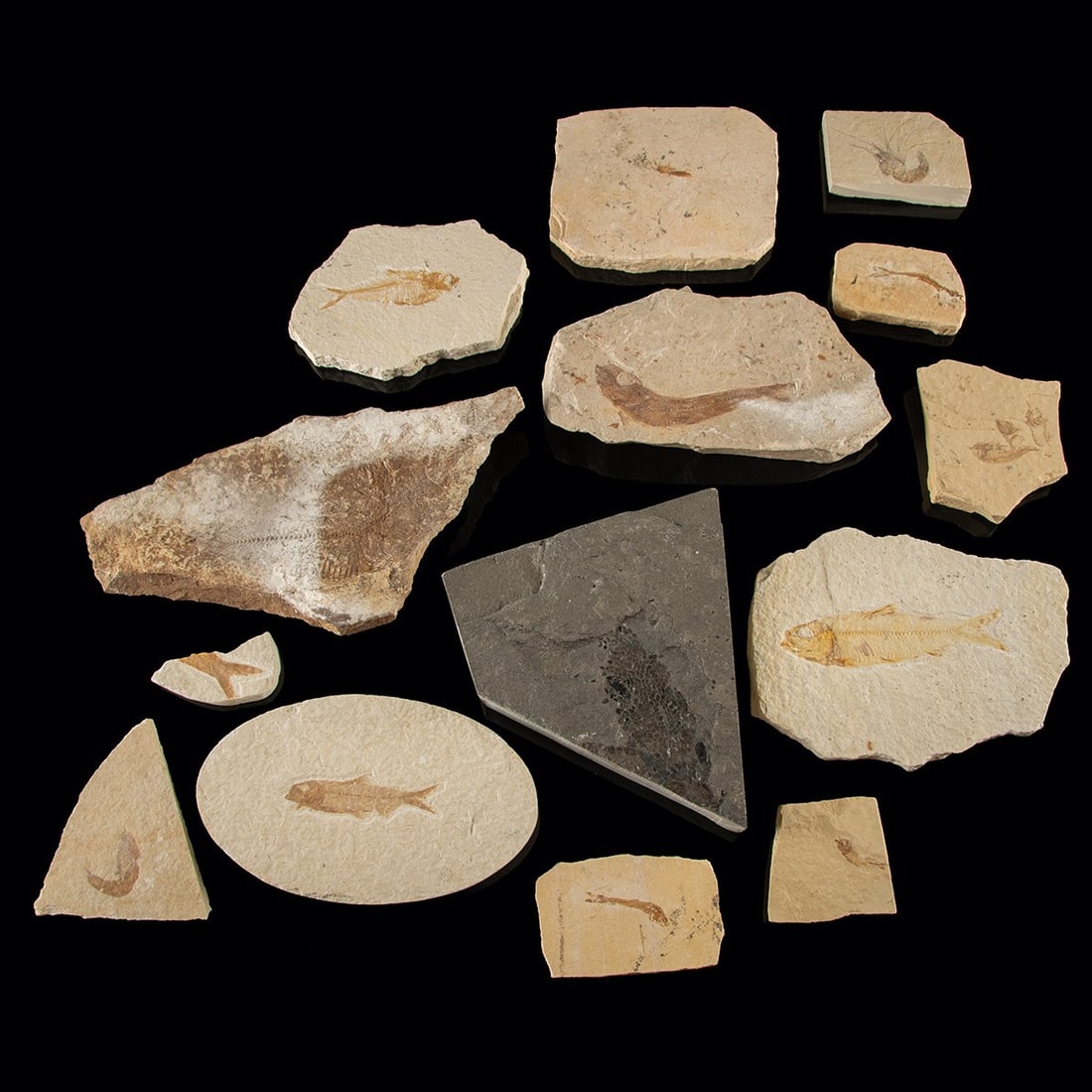 Eocene Green River Fossil Fish Group (1 of 2)