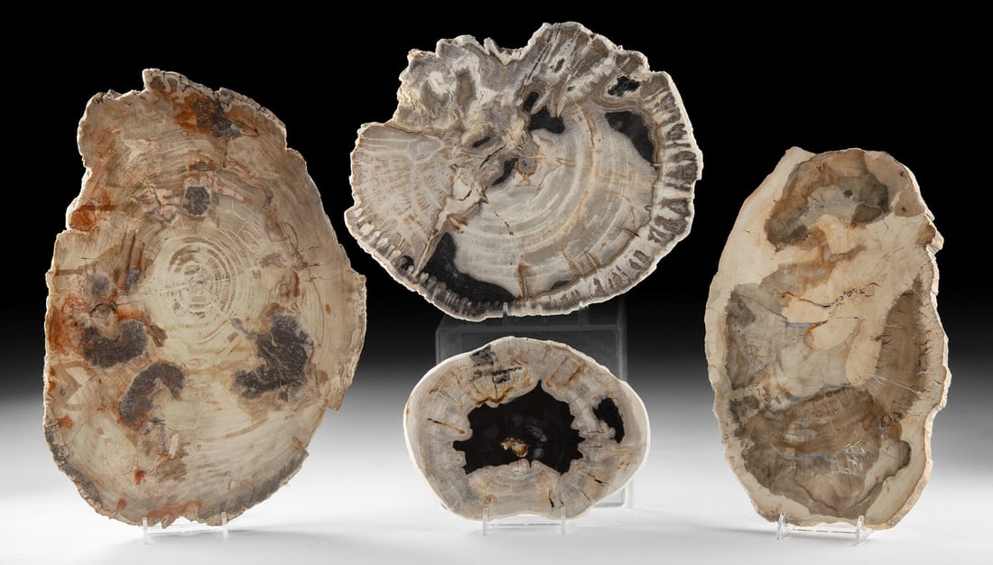 Four Polished Petrified Wood Slabs in Various Sizes (1 of 2)