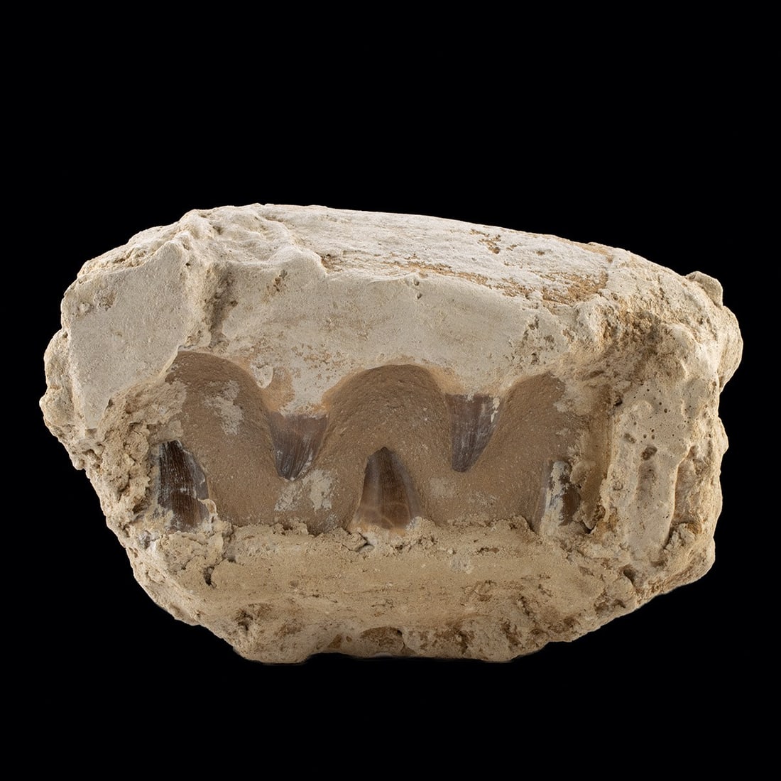 Cretaceous Fossil Mosasaur Teeth in Plaster (1 of 2)