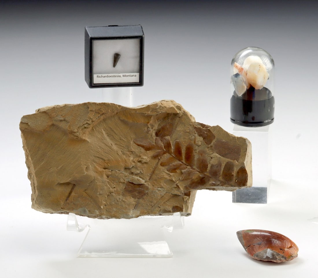 Dinosaur Tooth, Plant Fossil & 6 Opal Specimens (1 of 2)