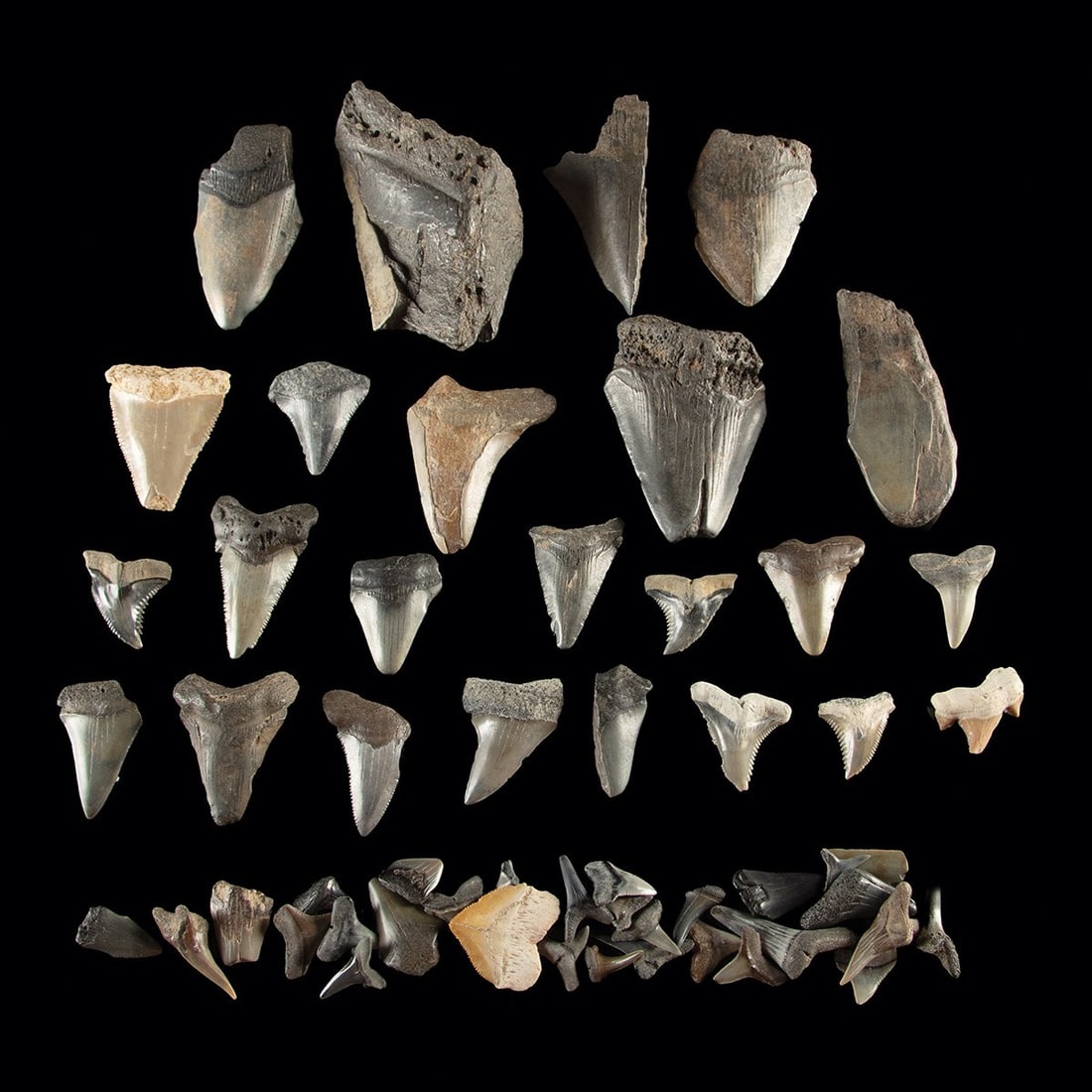 Megalodon & Otodus Fossil Shark Tooth Lot (1 of 1)