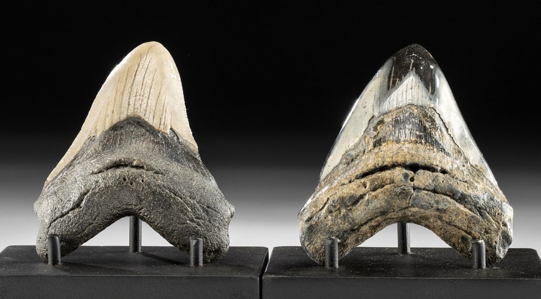 Lot of 2 Fossilized Megalodon Teeth: Ancient Seas, Middle Miocene to end of Pliocene eras, ca. 28 to 1.5 million years ago. Two impressive fossilized megalodon teeth from a prehistoric shark. These teeth both have matte roots with gray a