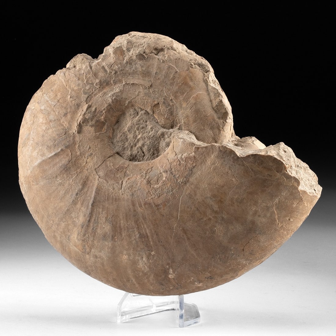 Large Ammonite Fossil, Morocco Cretaceous Era (1 of 2)