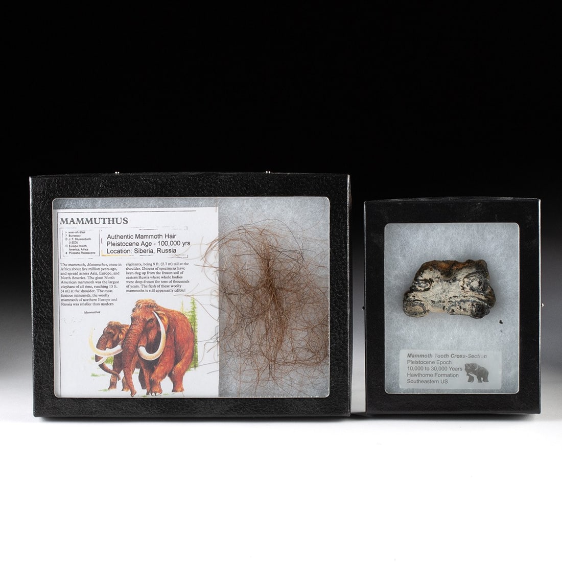 Pleistocene Woolly Mammoth Hair & Columbian Mammoth Molar Tooth Piece: Asia, Siberia & North America, Southeastern United States, Pleistocene Epoch, ca. 40,000 to 10,000 years ago. Two specimens from iconic Ice Age megafauna, each presented in a labeled display case. A s