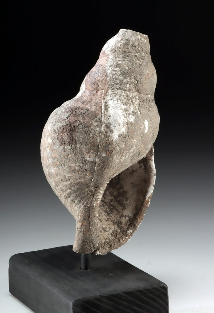 Mesoamerican Conch Shell Ritual Implement - 2