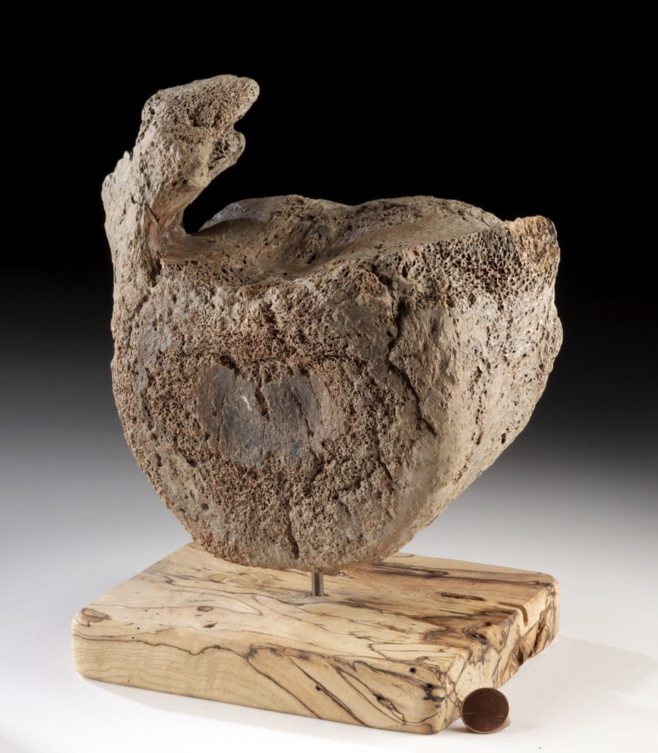 Ice Age Alaskan Woolly Mammoth Fossilized Vertebrae: North America, Alaska, Pleistocene (Ice Age), ca. 200,000 to 10,000 years ago. A woolly mammoth vertebra presented on a custom display stand, its robust form and broad articular surfaces still clearly