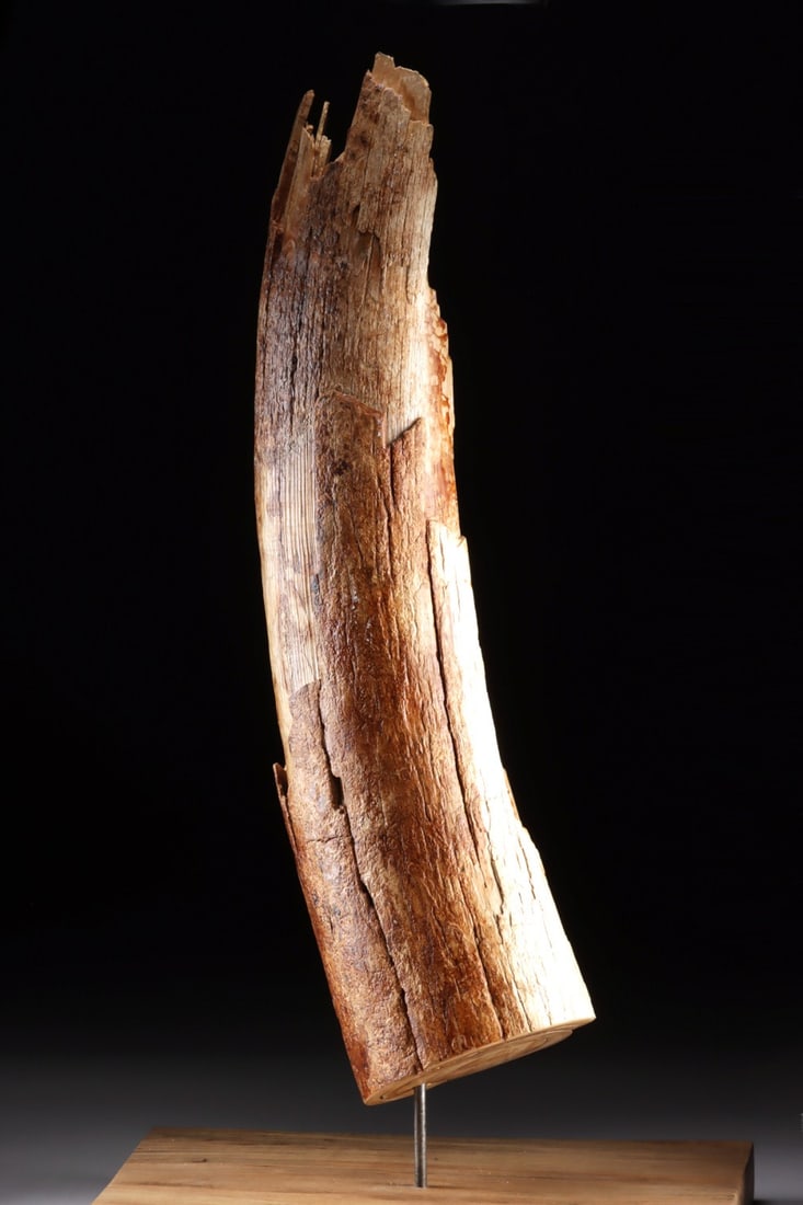 Mammoth Tusk Fragment with Exposed Core on Wood Stand (1 of 3)