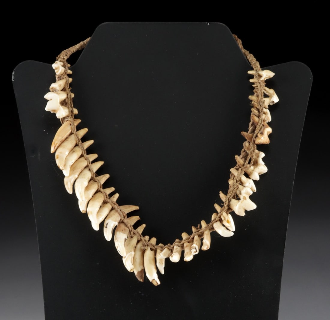 Papua New Guinea Sepik River Dog-Tooth Necklace - Plaited Fiber Cord: Oceania, Melanesia, Papua New Guinea, Sepik River region, ca. 1900–1970 CE. A choker-length band of hand-plaited bast fiber bristling with rows of canine teeth, their enamel crowns burnished to 