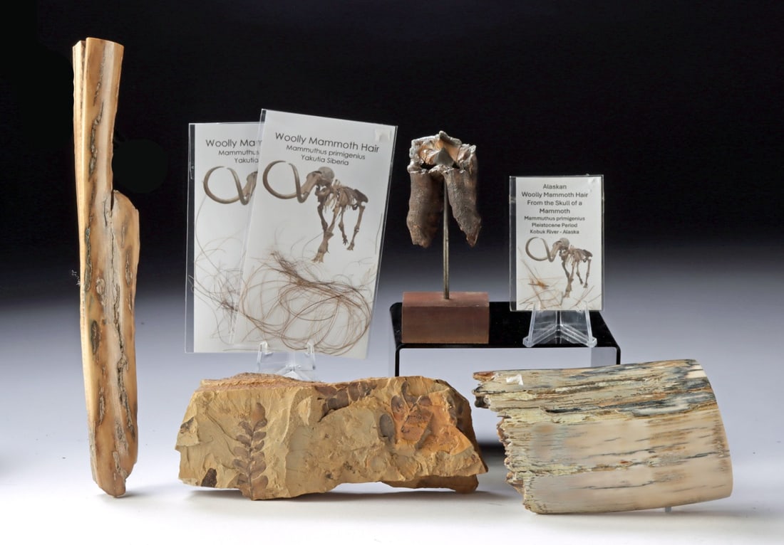 Mammoth Ivory, Fur, Woolly Rhino Tooth & Fern Fossil: Northern Asia, Russia, Siberia / North America, Alaska, Pleistocene (Ice Age), ca. 2.6 million to 10,000 years ago; North America, United States, Missouri, Pennsylvanian Age, ca. 323 million years ago