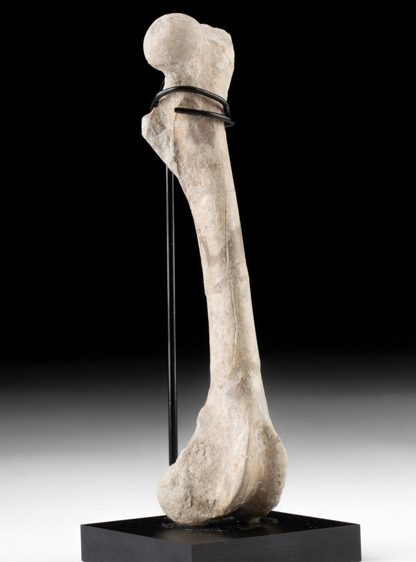 Prehistoric Complete Oreodont Femur Bone Fossil (1 of 3)