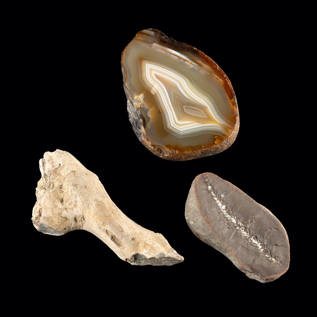 Natural History Group - Banded Agate, Petrified Wood & Plant Fossil (1 of 2)