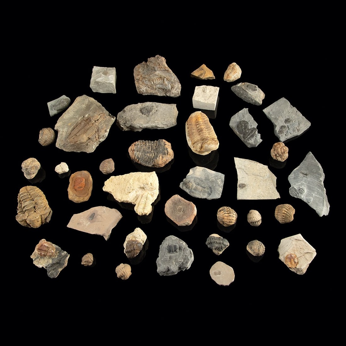 Group of Assorted Trilobite Fossils in Matrices: North America & Africa, Cambrian to Permian era, ca. 540 million–252 million years ago. This collection features trilobites in a variety of forms and species, including fully excavated specimens