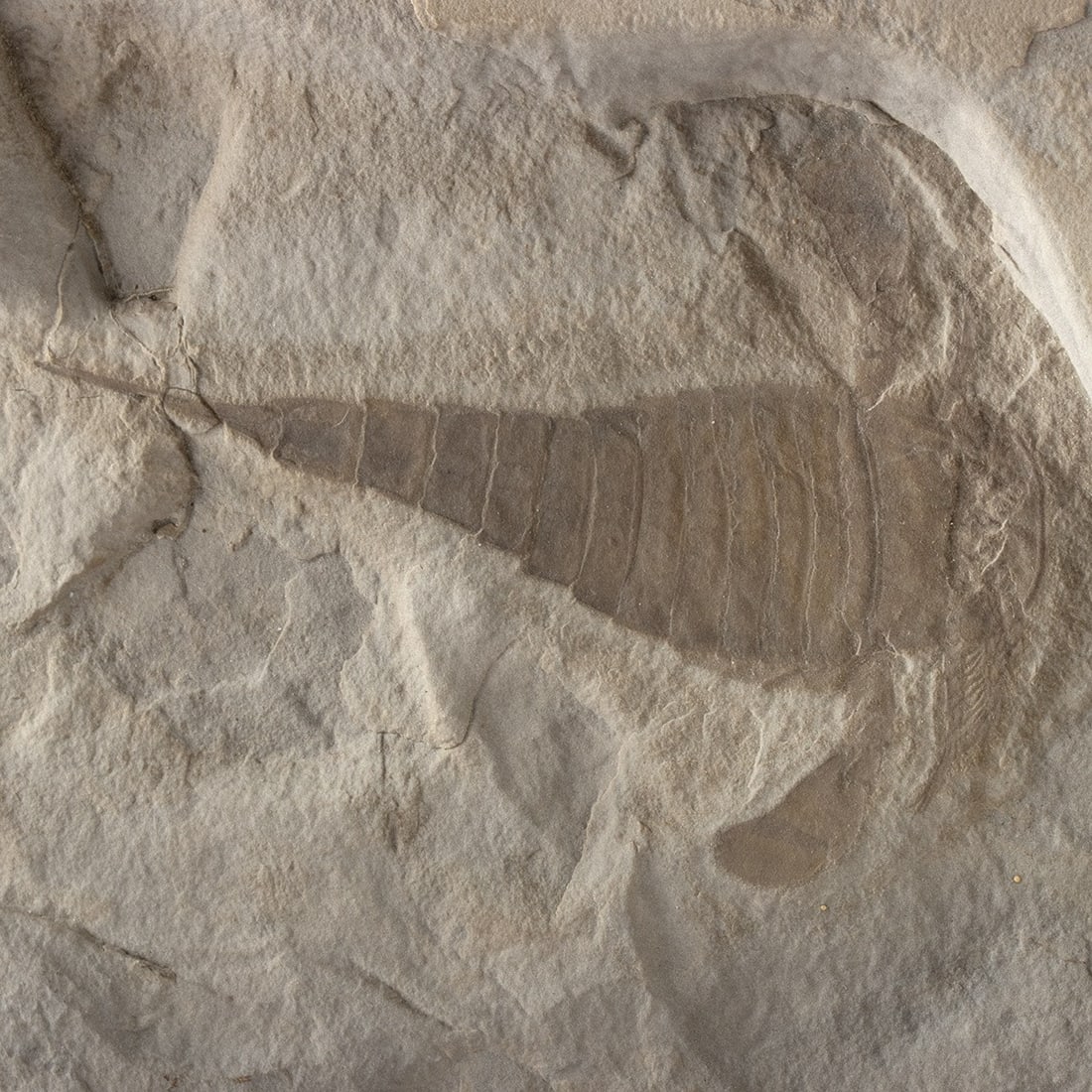 North American Silurian Eurypterus Sea Scorpion Fossil (1 of 3)