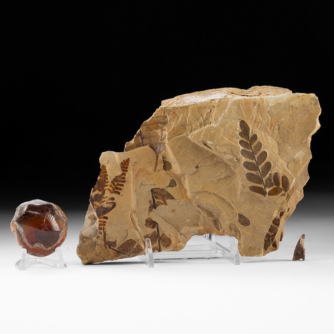 Nanotyrannus Tooth, Fern Fossil, & Chocolate Opal Specimen: Eastern Africa, Ethiopia, ca. millions of years ago; North America, United States, Montana, Hell Creek Formation, Late Cretaceous, ca. 100 to 66 million years ago; Missouri, Pennsylvanian, ca. 323 mil