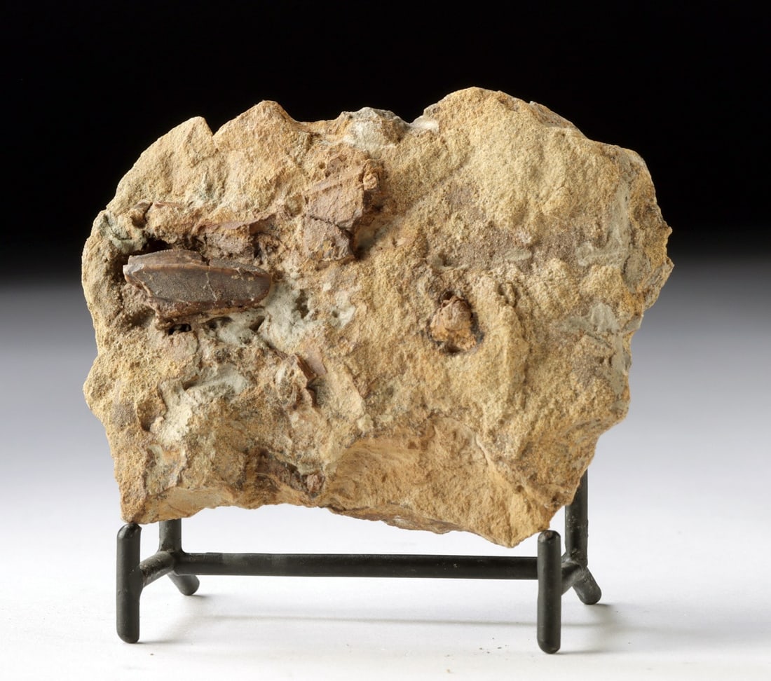 Edmontosaurus Fossil Tooth, Hell Creek Formation, Late Cretaceous (1 of 2)