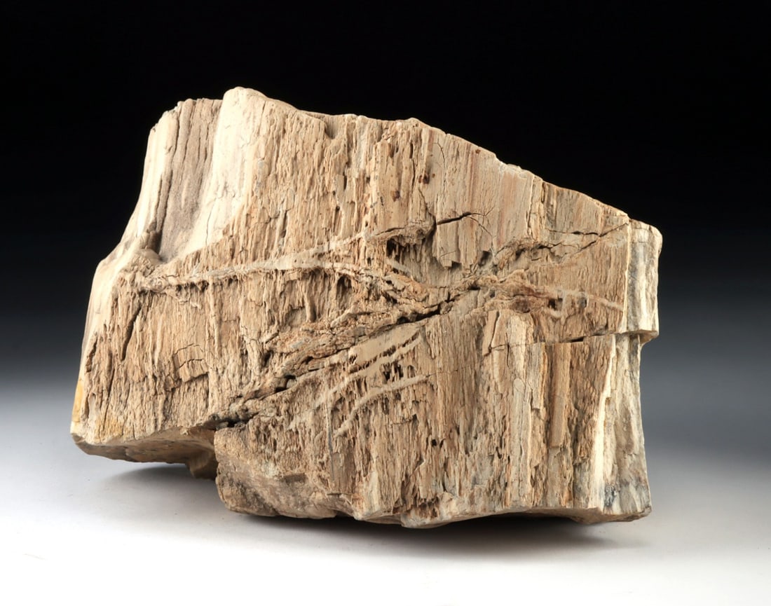 Miocene Petrified Wood Section, Indonesia (1 of 4)
