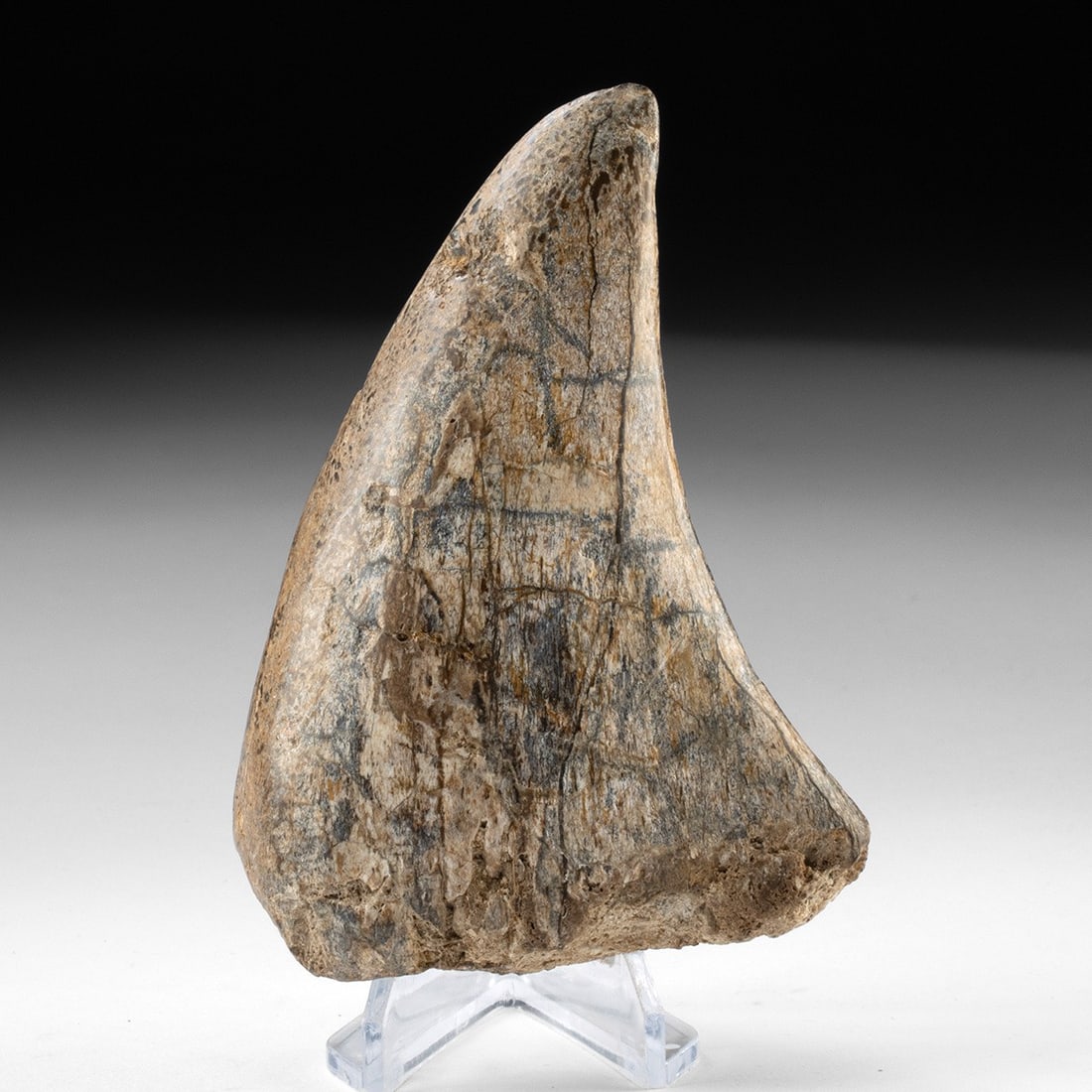Stegodon Fossil Bone Fragment - Carved & Polished (1 of 2)
