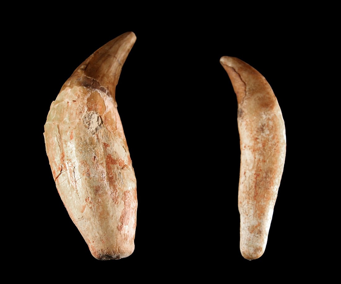 Two Pleistocene Cave Bear Fossil Canine Teeth | Ursus spelaeus (1 of 1)