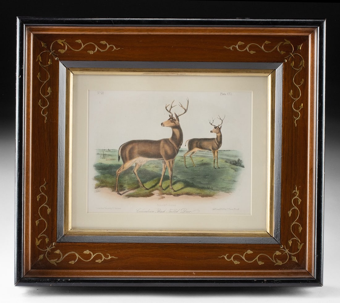 19th C. Audubon Lithograph, Columbian Black-Tailed Deer (1 of 3)