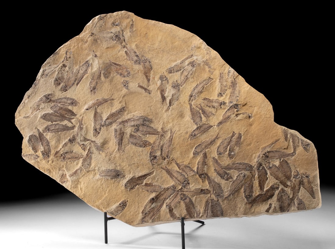 Large Knightia Fish Fossils 'Mass Mortality' Stone Slab: North America, United States, Wyoming, Green River Formation, Eocene Epoch, ca. 53.5 to 48.5 million years ago. A large limestone slab preserving a dense concentration of Knightia fish fossils, repres