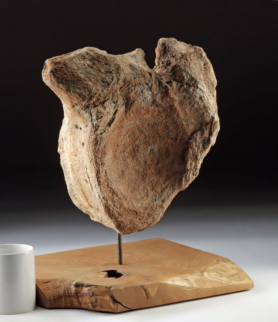 Massive Fossilized Cretaceous Dinosaur Vertebra Bone (1 of 4)