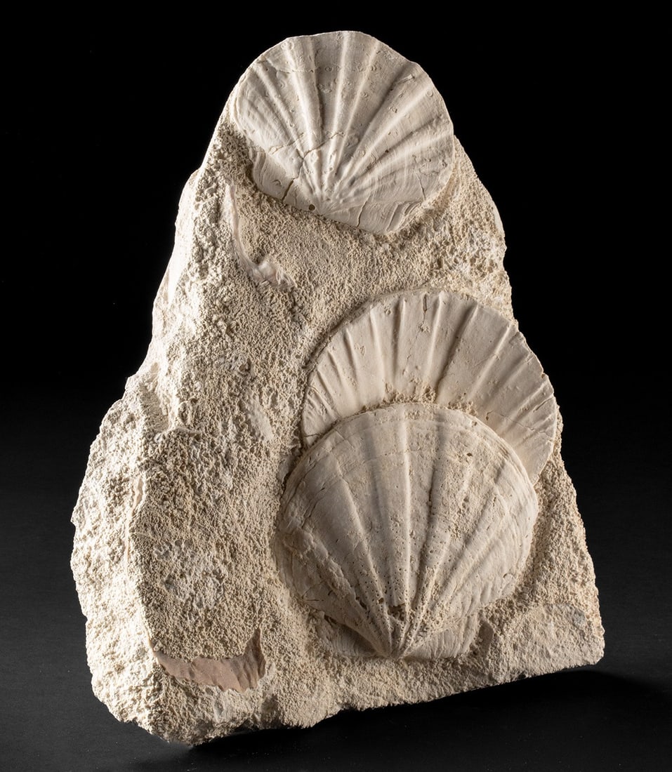 Prehistoric Pecten Scallop Fossils in Sculptural Matrix: Western Europe, Southern France, Miocene era, ca. 23,000,000 - 5,000,000 BCE. A limestone fossil block containing three large scallop shells of the Pecten genus along with partial shell fragments pres