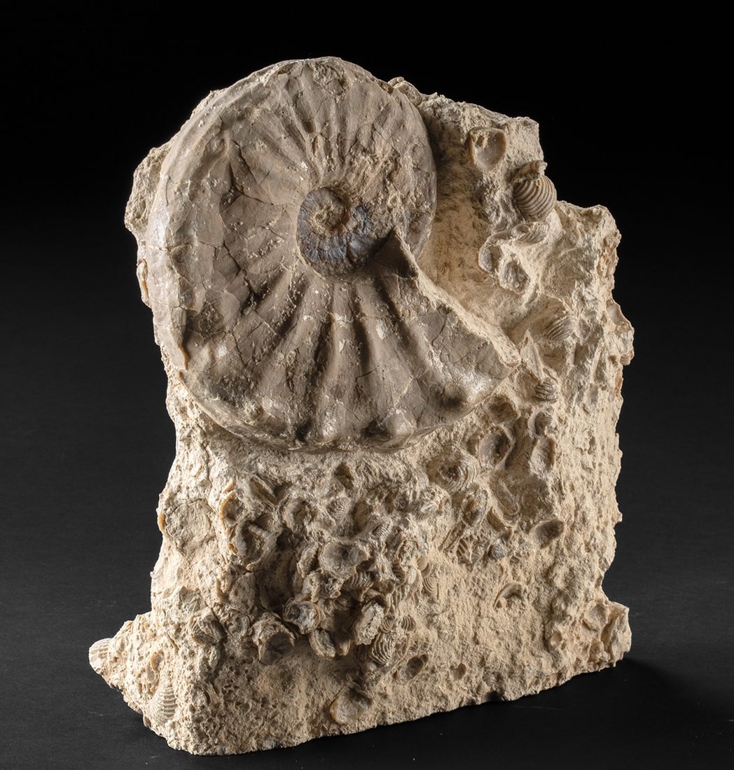 Ammonite Fossil Mammites in Brachiopod Shell Matrix (1 of 3)