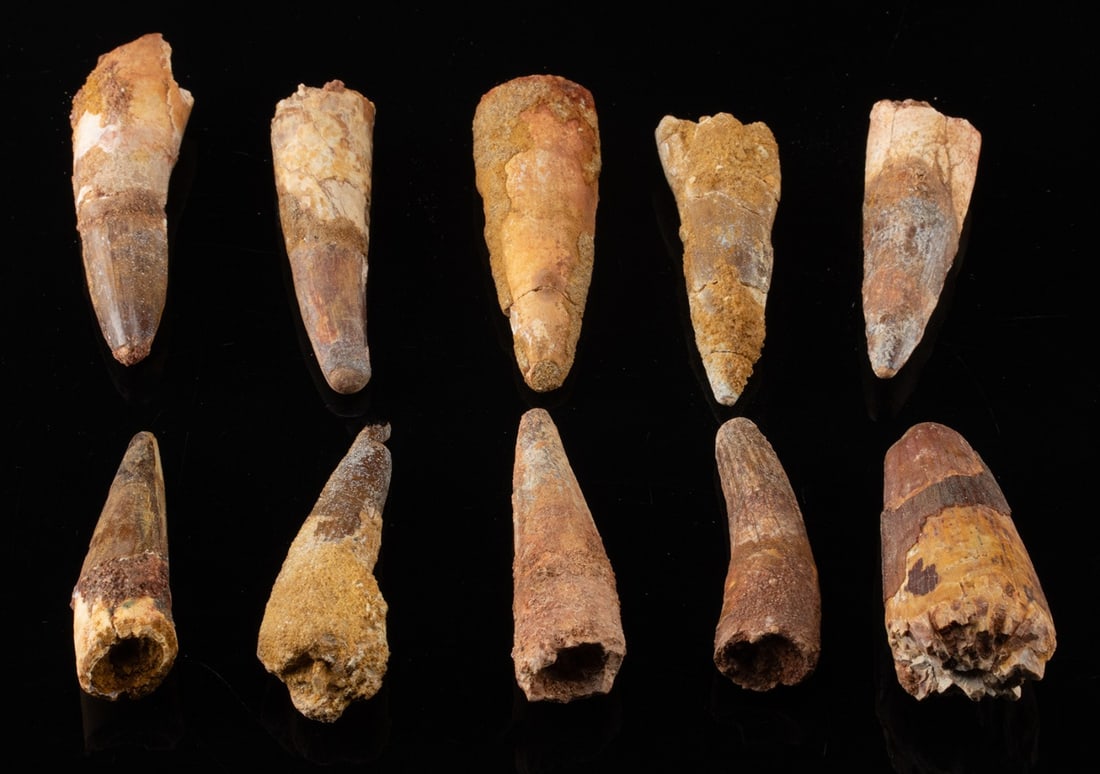 Early Cretaceous Fossilized Spinosaurus Teeth (1): North Africa, early Cretaceous (Lower Albian to Lower Cenomanian), ca. 112 to 97 million years ago. A collection of 10 teeth from Spinosaurus, one of the largest species of carnivorous dinosaur. Each 