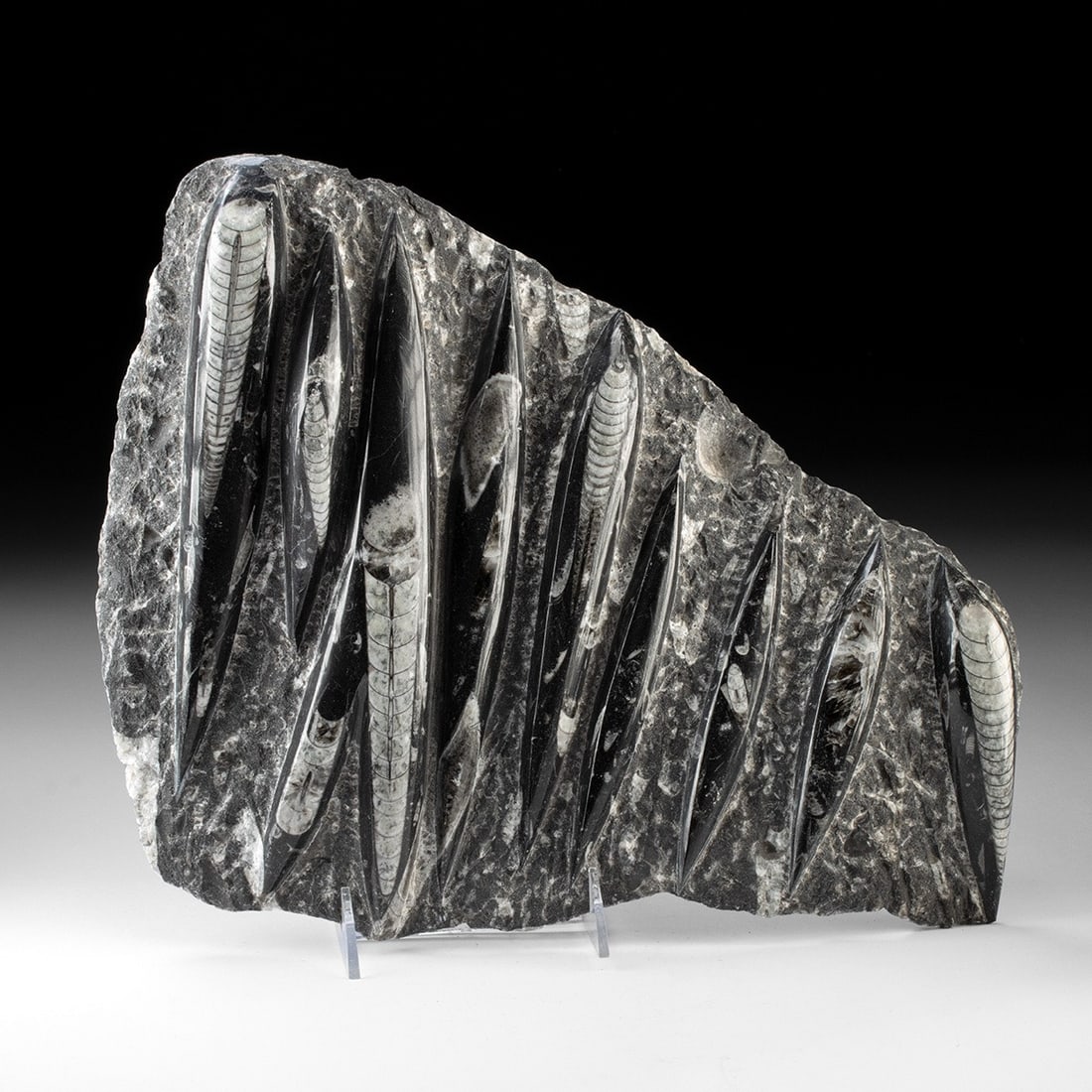 Devonian Orthoceras Fossil Slab - Polished Moroccan Cephalopod Matrix Panel: Ancient Seas, Morocco, Devonian Period, ca. 419,200,000–358,900,000 BCE. A polished black stone panel embedded with the elongated conical shells of Orthoceras. The fossils appear in white agains