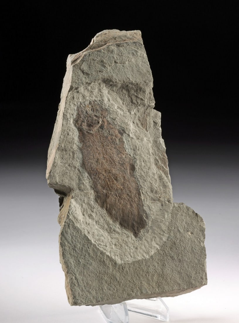 Prehistoric Scaumenacia Lungfish Fossil in Stone Matrix: North America, Eastern Canada, Upper Devonian, ca. 370 million years ago. A Scaumenacia lungfish fossil preserved in stone matrix. The specimen displays a well-defined body with visible fin structure 