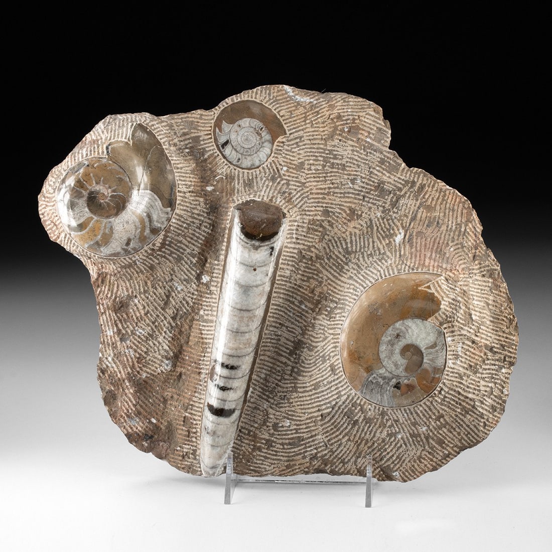 Devonian Fossil Slab - Polished Ammonites & Orthoceras, Morocco (1 of 3)