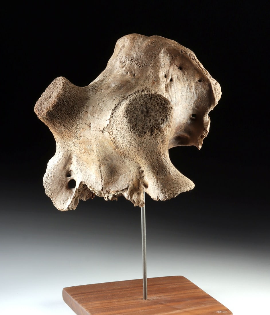 Pleistocene Kansas Cervid Skull Fragment w/ Horn Cores: North America, Western United States, Kansas, ca. Pleistocene era, ca. 1.8 million to 10,000 years ago. An impressive Ice Age cranial fragment presented on a mount, allowing the natural contours and w