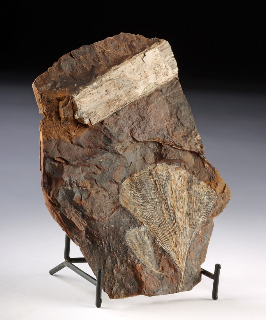 Montana Fossil Ginkgo Leaf w/ Wood Impression: North America, Western United States, Montana, Fort Union Formation, Paleocene, ca. 66 to 58 million years ago. A fossilized ginkgo leaf (Ginkgo cranei) preserved in a warm-toned stone matrix. The fan