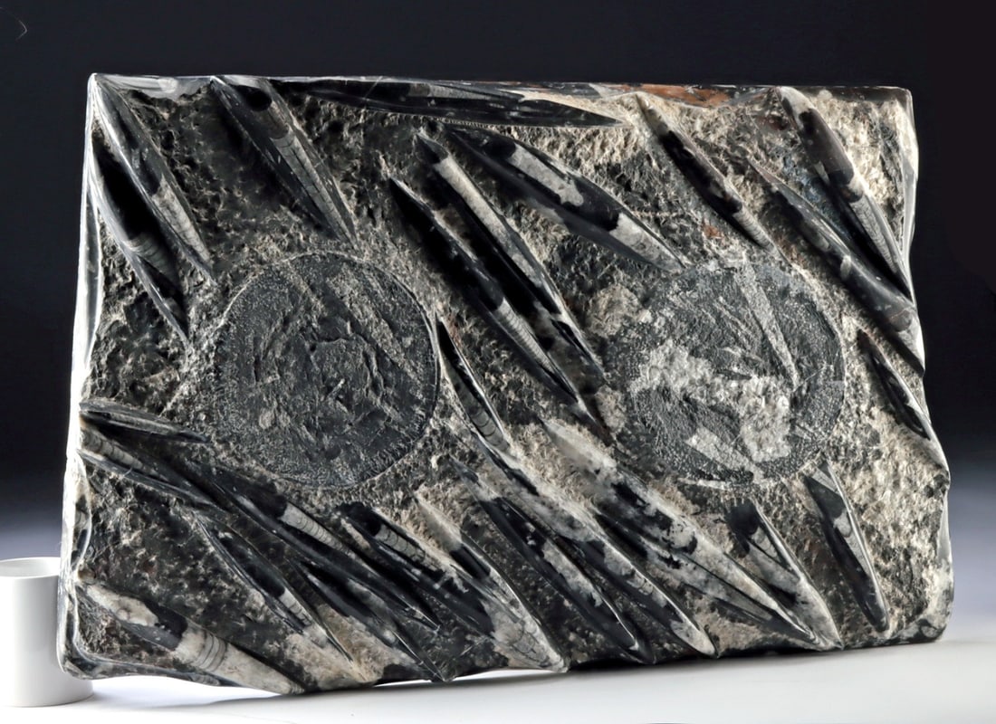 Large Orthoceras Fossil Stone Panel: Ancient Seas, Morocco, Devonian Period, ca. 419.2 to 358.9 million years ago. A large rectangular orthoceras fossil panel featuring numerous fragmentary shells set within a dark stone matrix, with sev