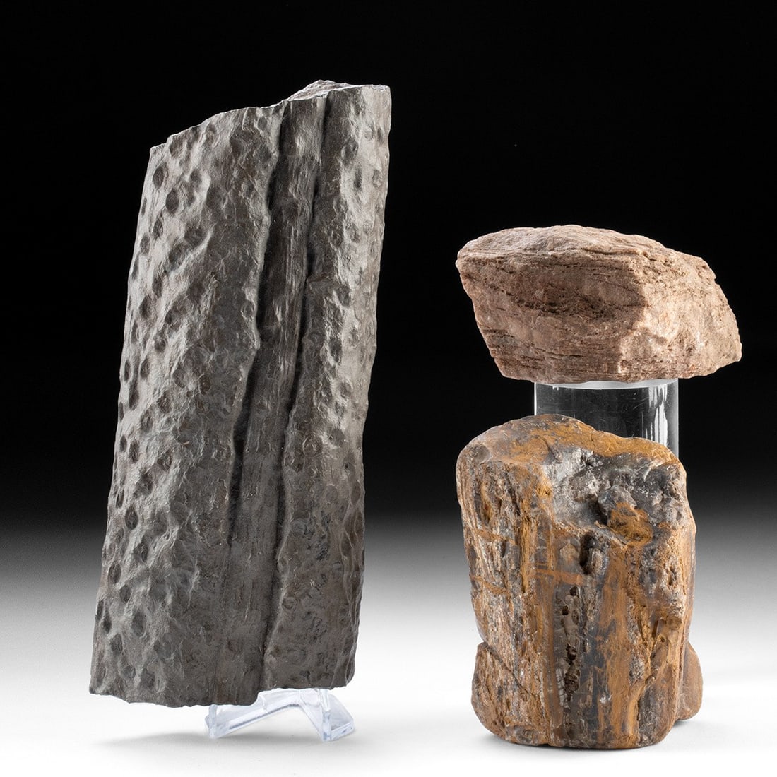 Prehistoric Petrified Wood & Stigmaria Root Segments: North America, Pennsylvanian to Late Triassic, ca. 310 to 225 million years ago. Three specimens of ancient petrified wood, the most notable is a fossilized Stigmaria - a distinctive root-like trunk s