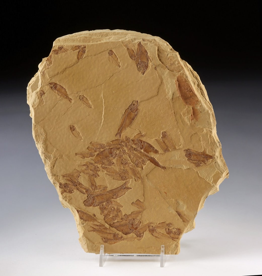 Green River Formation Knightia Fish Shoal, Life Assemblage (1 of 4)
