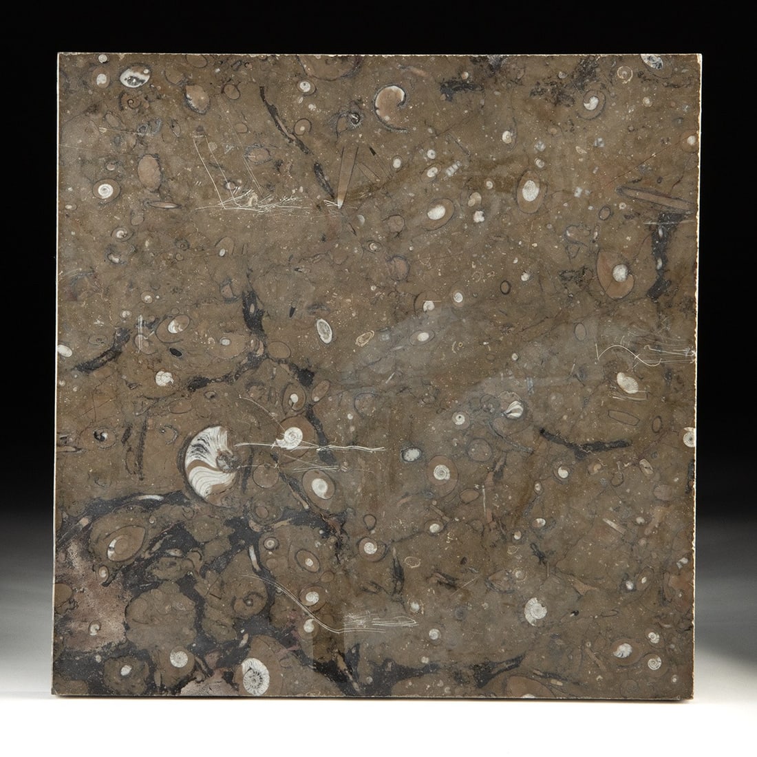 Ammonite & Orthoceras Shell Fossil Tile - Polished Black Slab: North Africa, Morocco, Devonian to Cretaceous, ca. 419,200,000–358,900,000 BCE. A large polished square stone tile densely packed with cross-sections of fossil ammonites, orthoceras, and other m