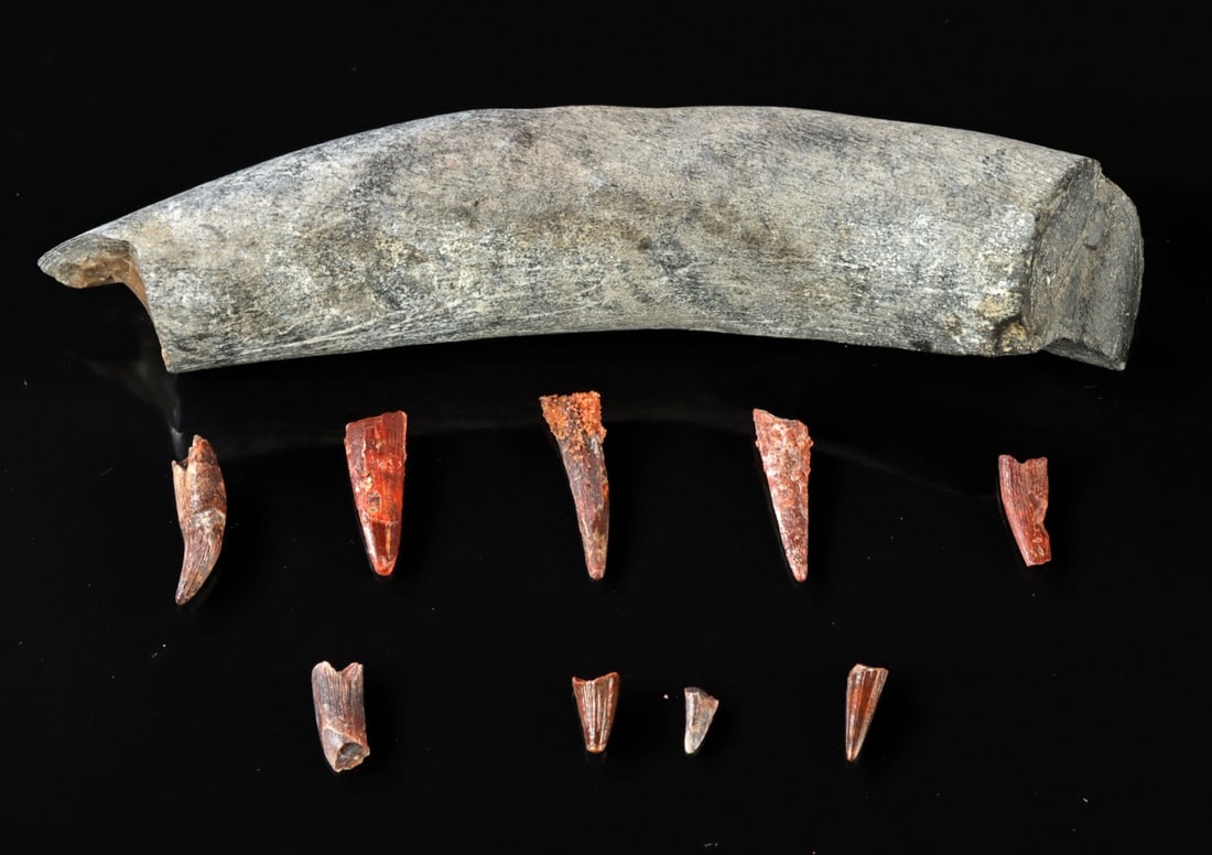 Fossilized Sperm Whale & Assorted Dinosaur Teeth (1 of 1)