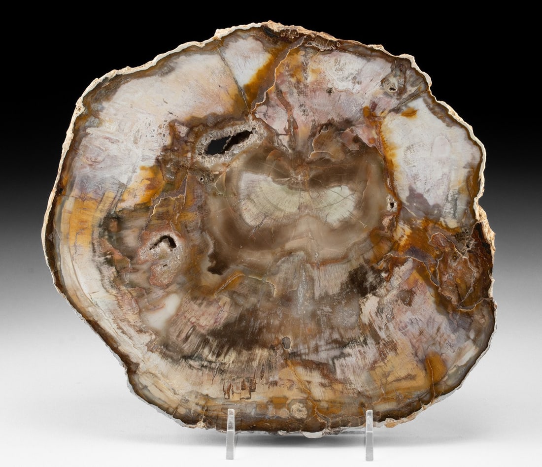 Triassic Araucaria Petrified Wood, Madagascar, Polished Slab: Africa, Madagascar, early to mid-Triassic period, ca. 252 to 220 million years ago. A fossilized petrified wood slab retaining its natural bark exterior, with one face polished to a mirror-like finish