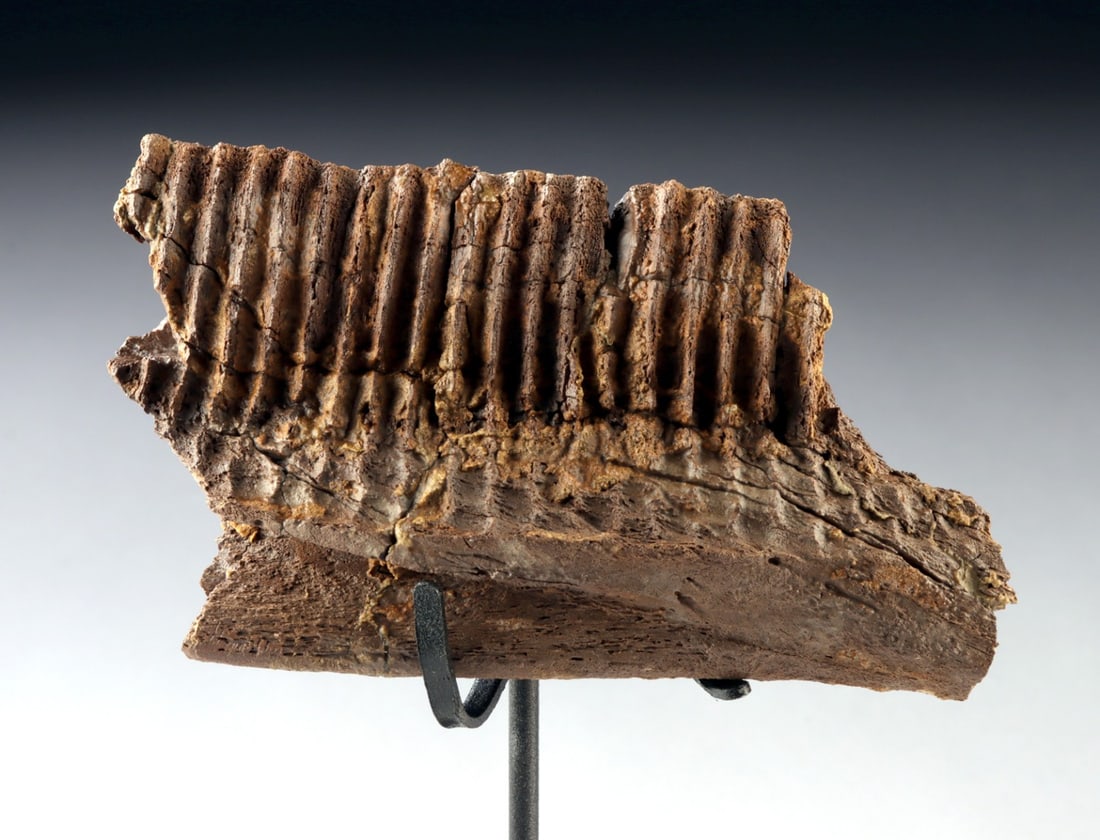 Dinosaur Edmontosaurus Jaw Segment & Tooth Structure (1 of 3)
