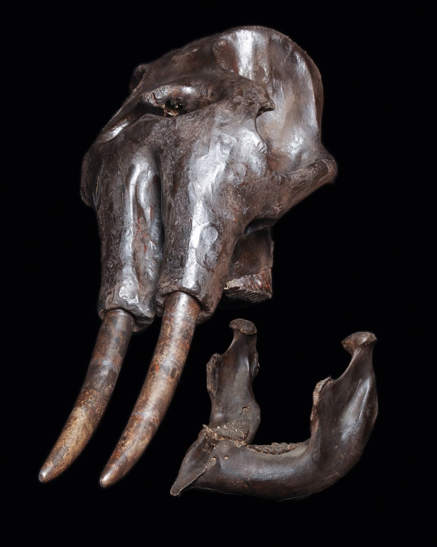 Stegodon Fossil Skull with Tusks and Mandible, Pleistocene, Java: Pleistocene, Solo River, Central Java, Indonesia, ca. 1–2 million years old. A monumental fossil skull of the extinct proboscidean Stegodon, tall in the cranium and short in the face, its paired tus