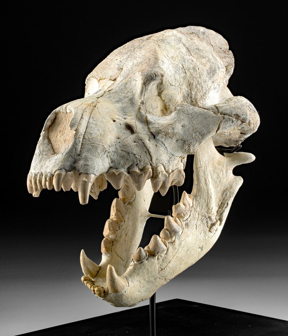 Dinocrocuta "Terrible Hyena" Fossil Skull, Central Asia (1 of 4)