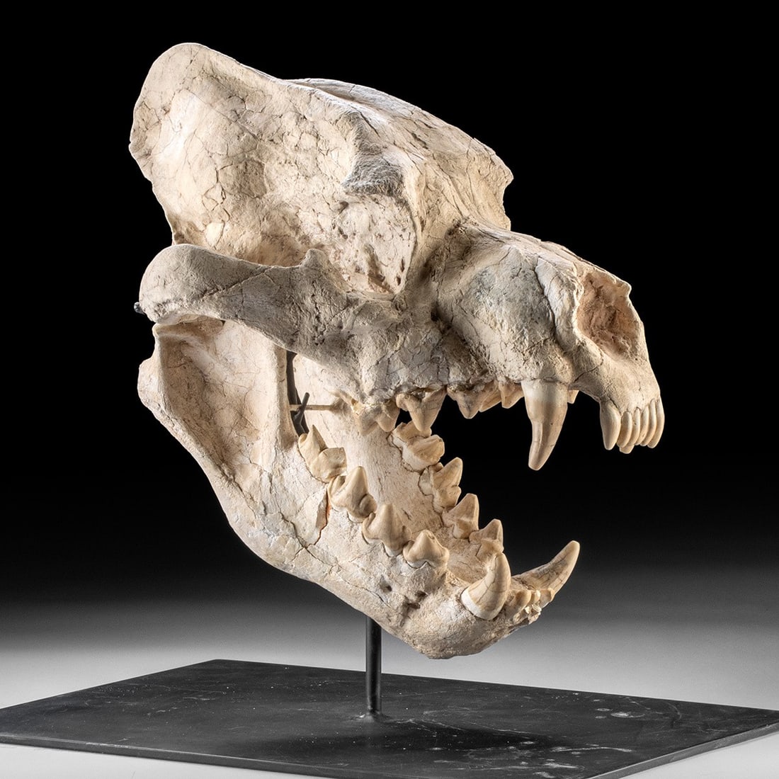 Rare Dinocrocuta "Terrible Hyena" Fossil Skull, Central Asia: Ca. 5.3–11.6 million years old. Central Asia, Late Miocene Epoch, Tortonian to Messinian, ca. 11.6 to 5.3 million years ago. A fossilized skull from Dinocrocuta, meaning "terrible hyena," a larg