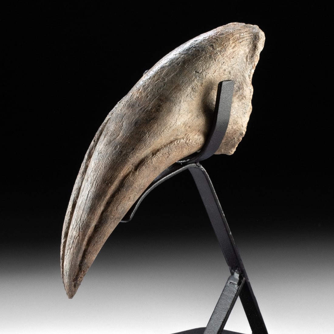 Tyrannosaurus Rex Foot Claw Fossil, Late Cretaceous (1 of 4)