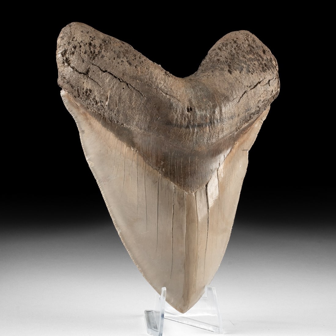 Megalodon Shark Tooth Fossil, 6.5 Inches, Otodus Megalodon (1 of 4)