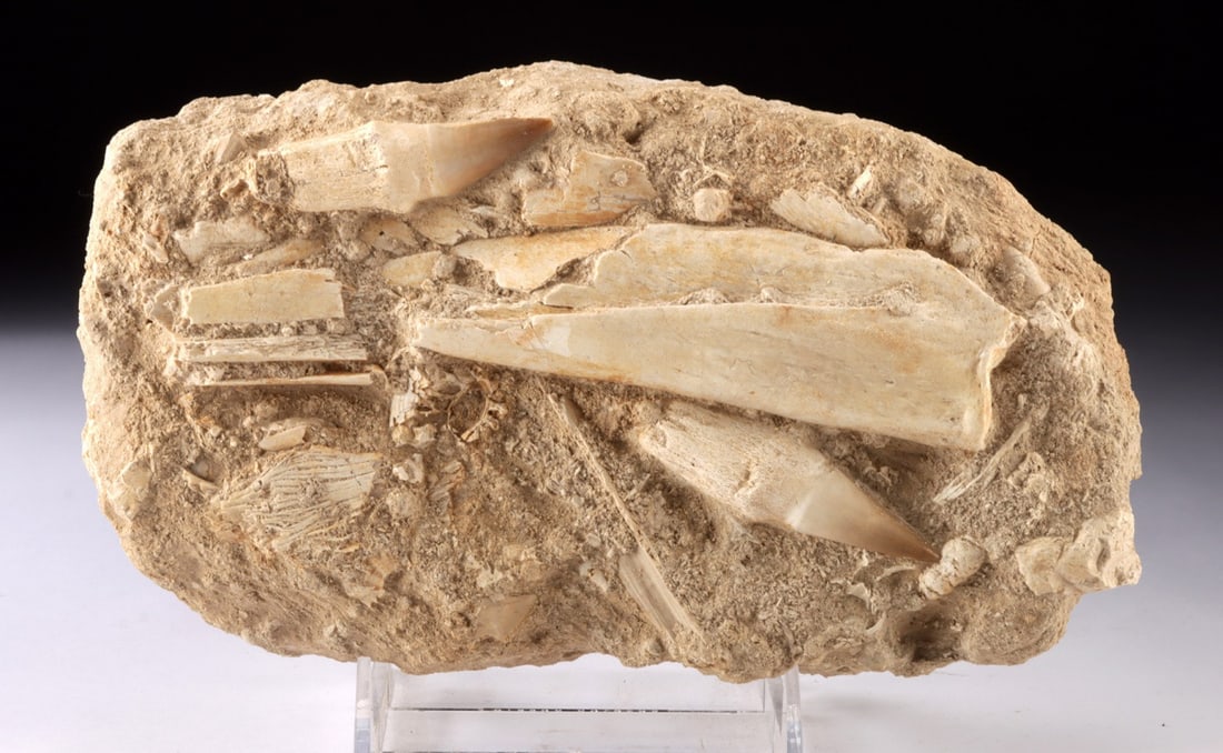 Mosasaur Teeth Fossil Matrix, Morocco, Upper Cretaceous: Ca. 66–80 million years old. North Africa, Morocco, Upper Cretaceous Period, ca. 80 to 66 million years ago. A sandstone matrix containing fossilized mosasaur remains, including two conical teet