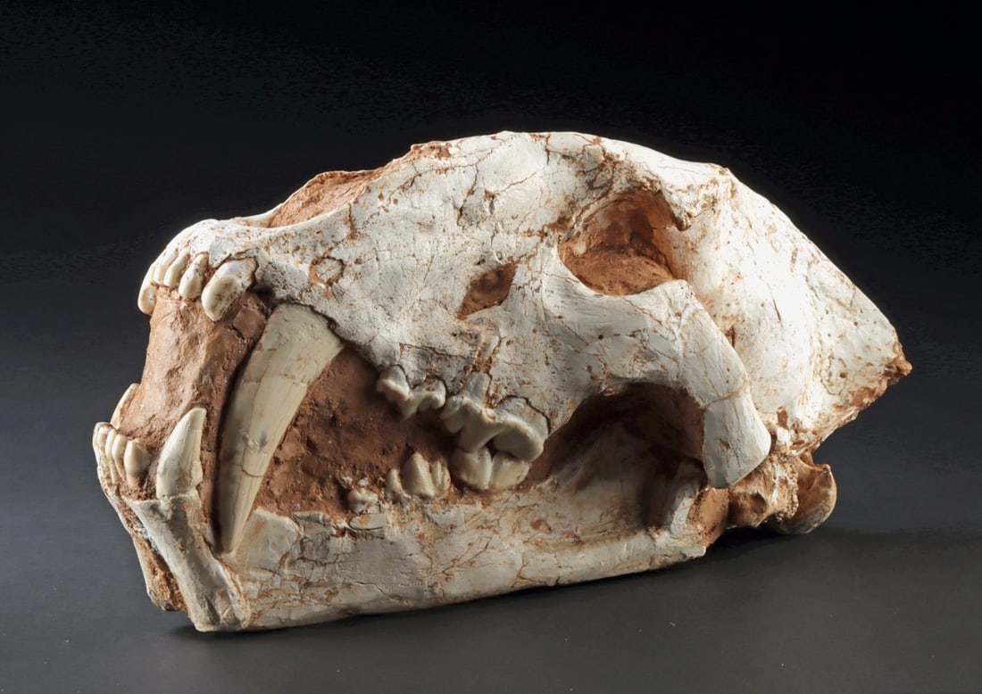 Saber-Toothed Tiger Fossil Skull, Late Miocene — Complete Dentition: Asia, Late Miocene, ca. 5–23 million years old. Very fine fossil of one of the most desirable mammalians ever to live - the Saber Toothed Tiger. This fossil specimen has complete dentition to th